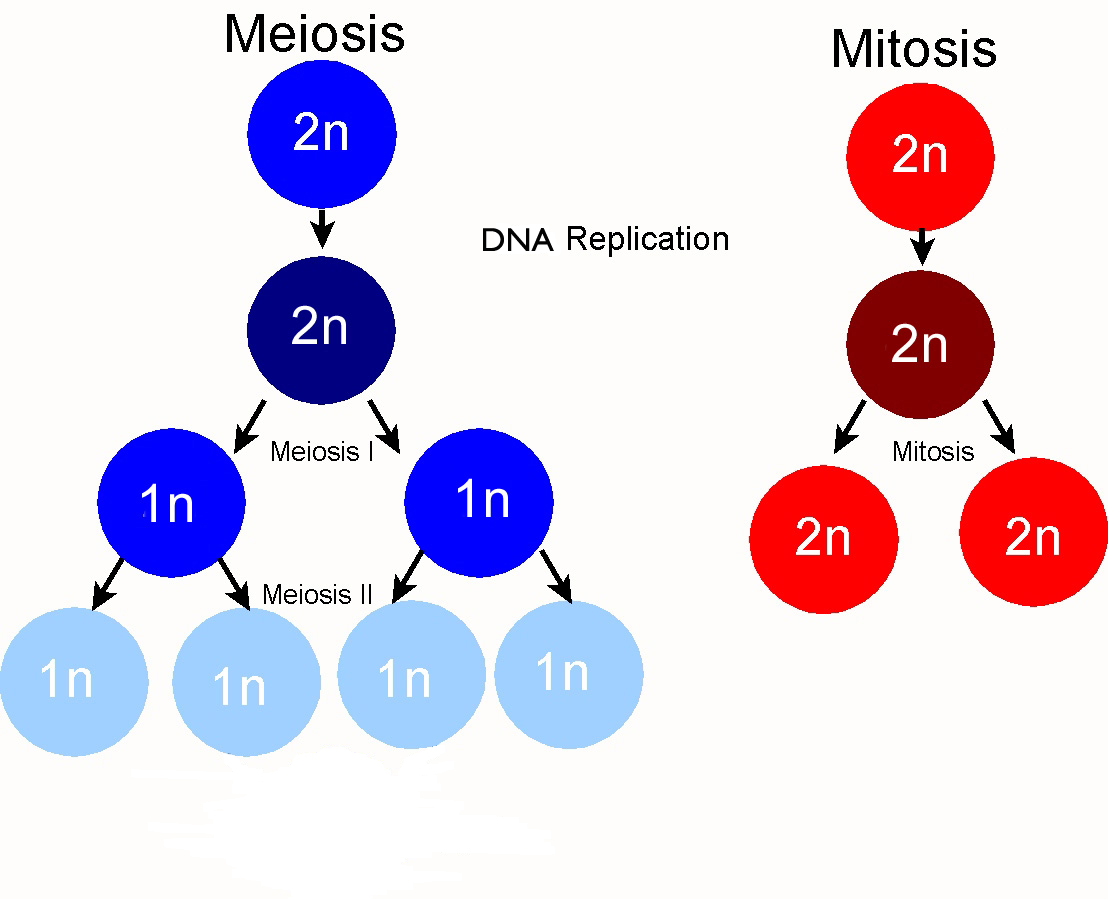 cell division mitosis and meiosis pdf