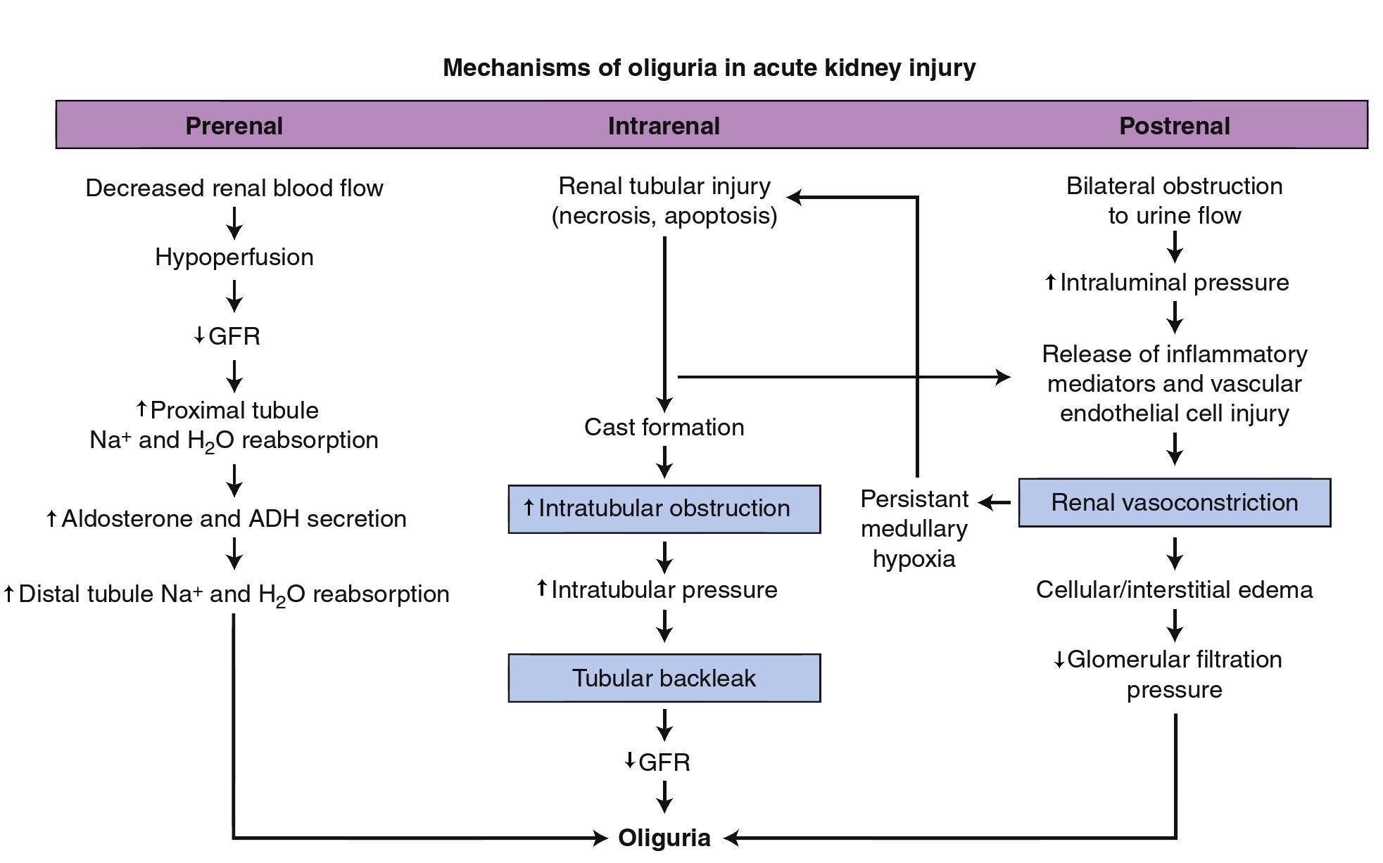 acute kidney injury pathophysiology pdf