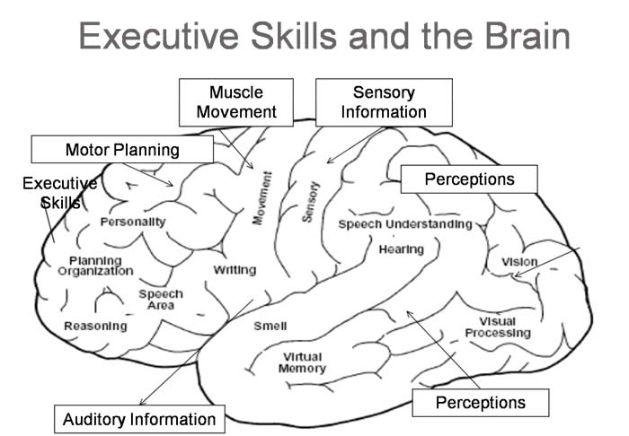essentials of human memory cognitive psychology pdf
