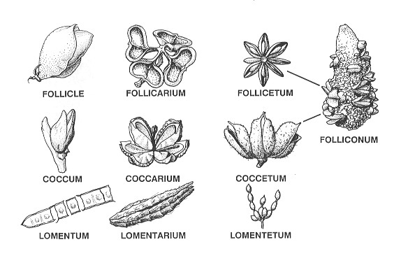 plant systematics and evolution pdf