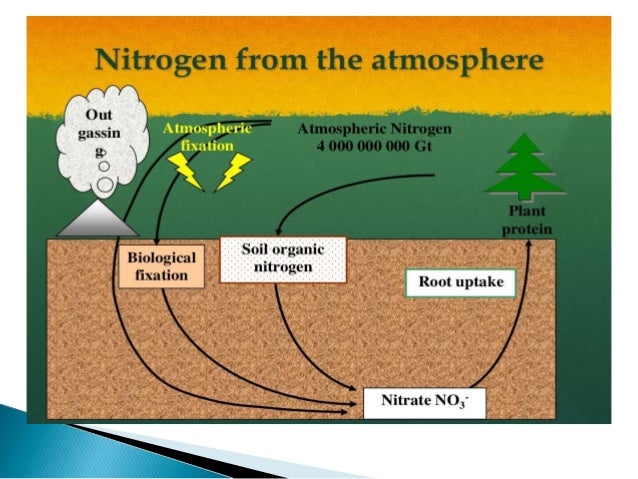 role of nitrogen in plants pdf